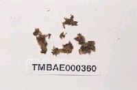 藏品(澤苔屬)的圖片
